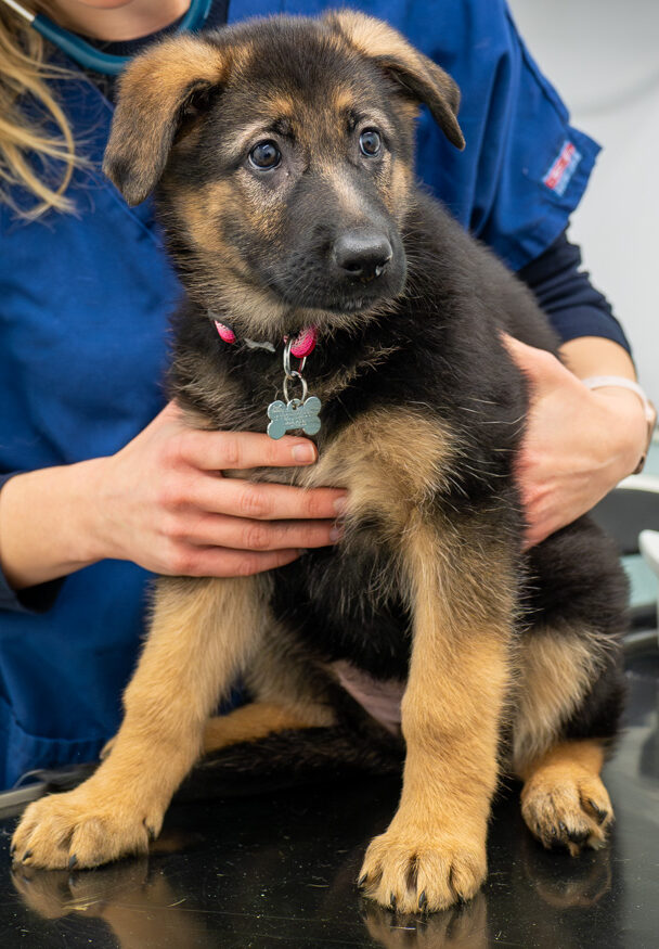 The Willows Veterinary Group - Hampton (Web) 029