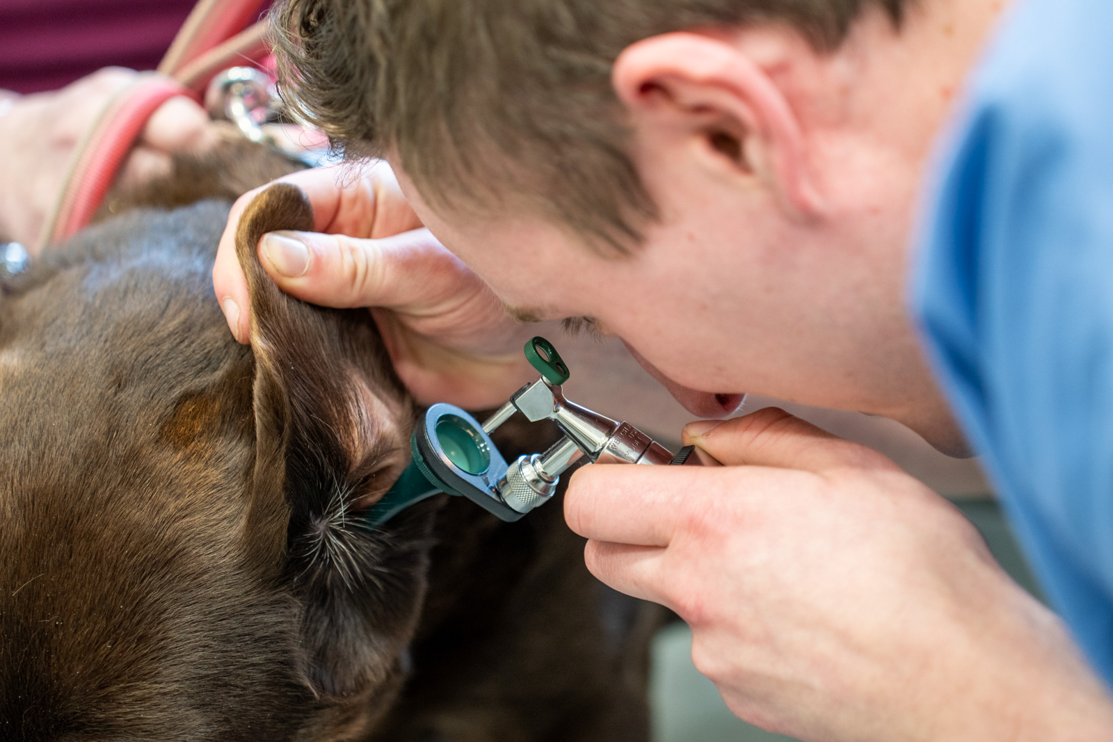 The Willows Veterinary Group - Lymm (Web) 025