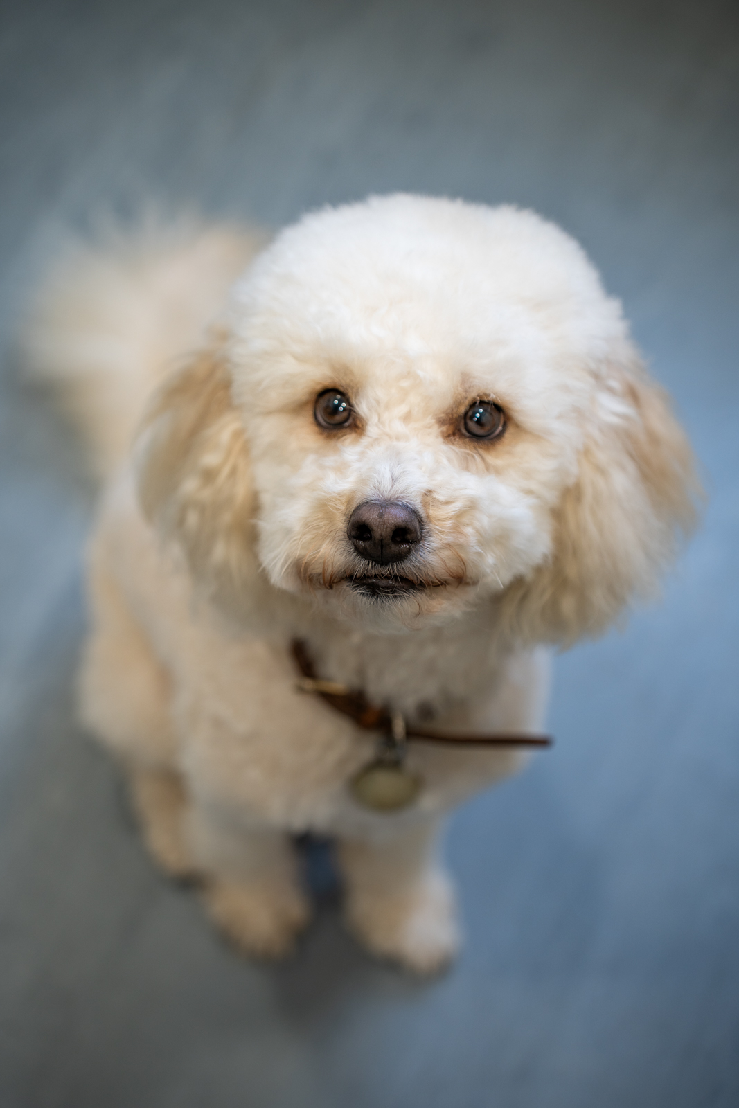 The Willows Veterinary Group - Lymm (Web) 029